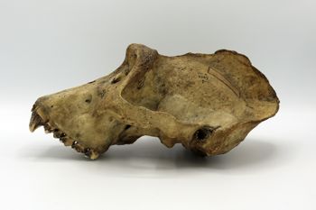 Media type: image;   Mammalogy BOM-9587 Description: Gorilla skull left lateral view;